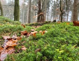 Braune Blätter im feuchten Moos signalisieren den Herbsteinzug