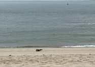 Lynn Scotti I Sylt Marketing GmbH