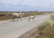 Maike Belbe, Sylt Marketing GmbH