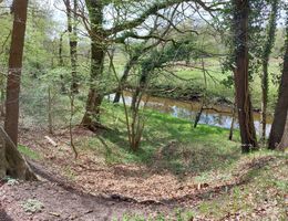 Ein kleiner Fluss fließt durch einen Wald mit Bäumen und grünem Unterholz.