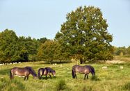 Holstein Tourismus / photocompany