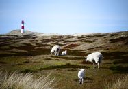 Mia Schmid I Sylt Marketing