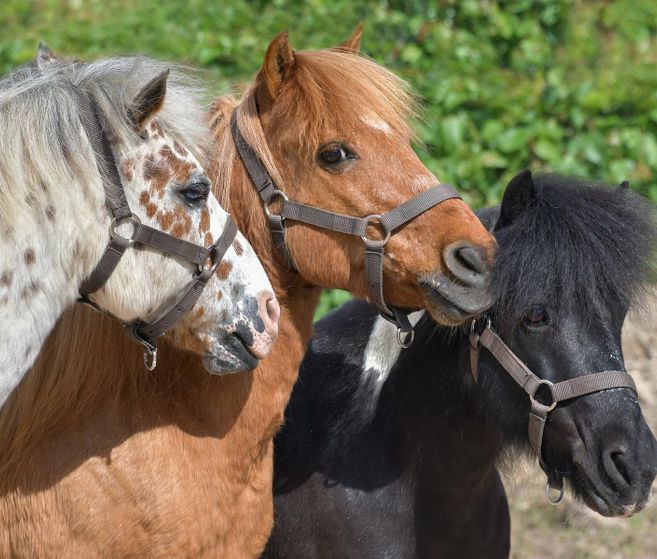 Three horses are standing next to each other. They have different colors and are wearing halters.