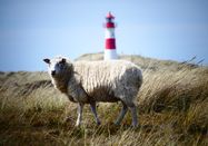 Mia Schmid | Sylt Marketing GmbH