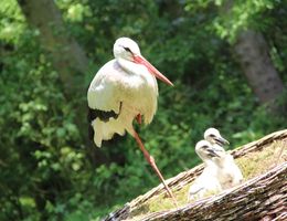 Ein Storch steht auf einem Bein neben zwei Küken in einem Nest im Wildpark Eekholt.