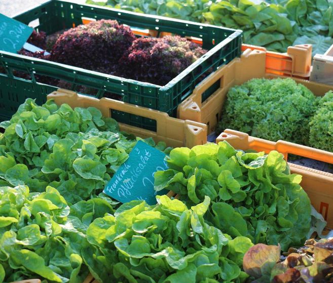 Frischer Salat in Kisten auf einem Markt. Das Bild zeigt verschiedene Sorten grünes Gemüse, umgeben von einer lebhaften Marktatmosphäre.