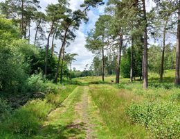 Ein schmaler, grasbewachsener Weg führt durch einen Wald mit hohen Kiefern und dichtem Unterholz unter einem bewölkten Himmel.