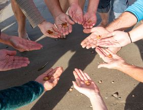 Eine Gruppe von Händen hält kleine Objekte, während sie sich am Strand versammeln. Der Sand und die umgebende Umgebung sind sichtbar.